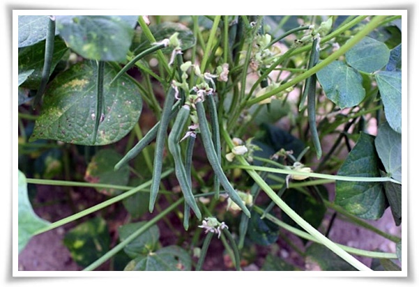텃밭 "6월, 팥을 심어보세요!" 팥 한 줄 심고 건강과 행복은 두 배로!