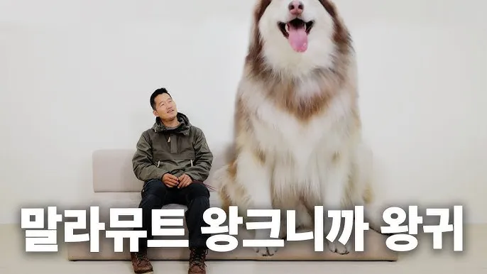 말라뮤트 분양 가격 알래스칸 허스키 차이 성격 특징 수명_4