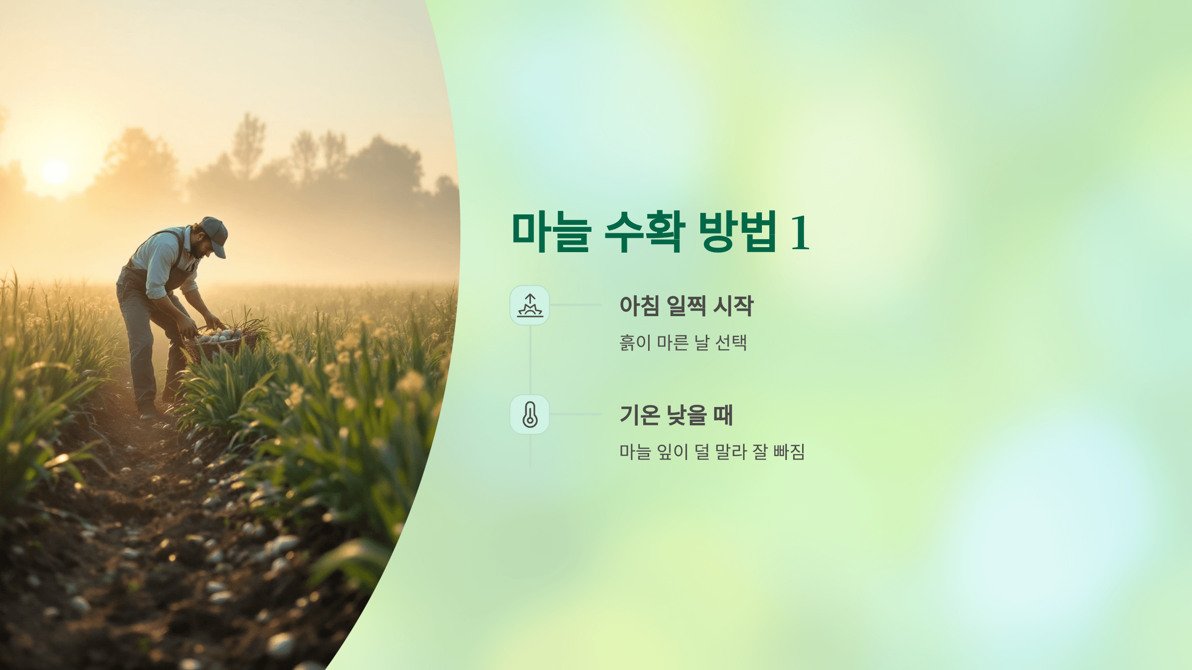 마늘 사진입니다.