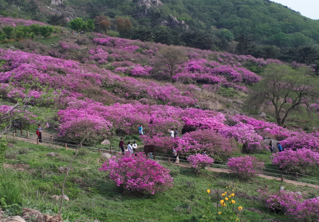 산청황매산 철쭉제