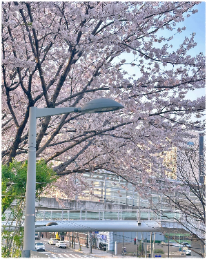 중랑천벚꽃길