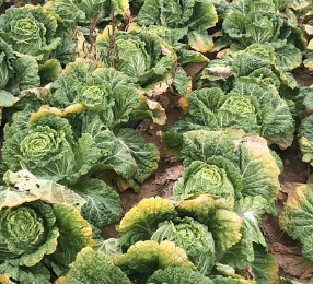 7월에 심는 채소6