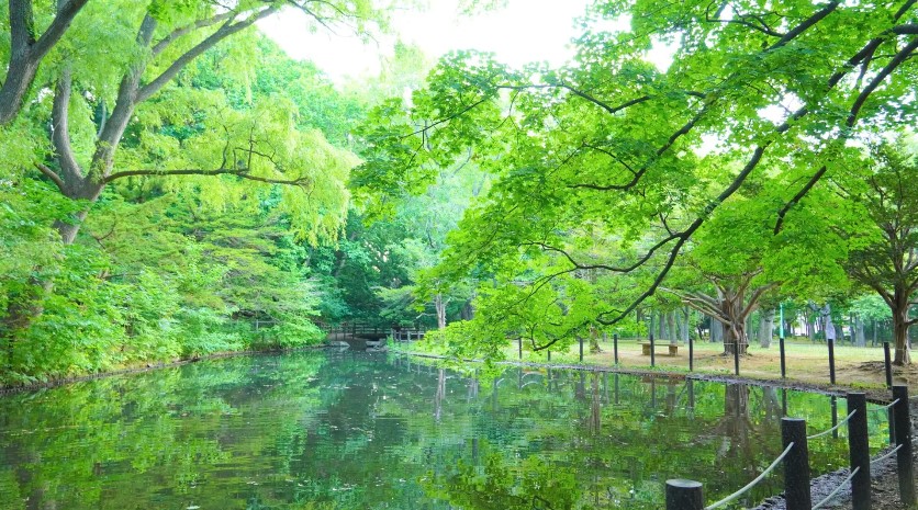 벚꽃 명소로 사랑받아 온 마루야마공원