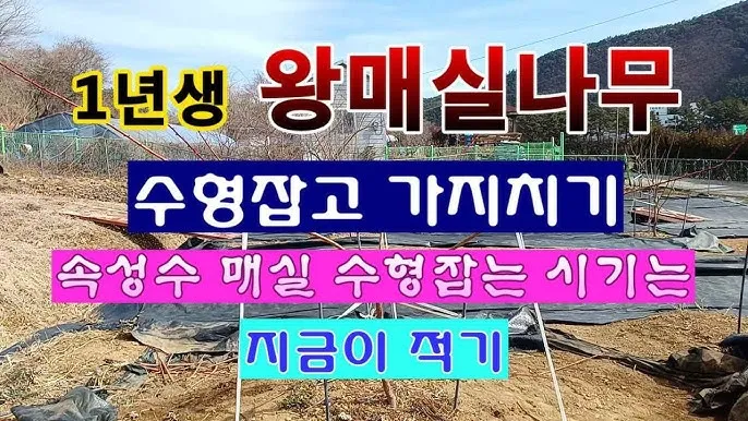 매실 재배 적과 타이밍 병충해 방제 수확 저장_5