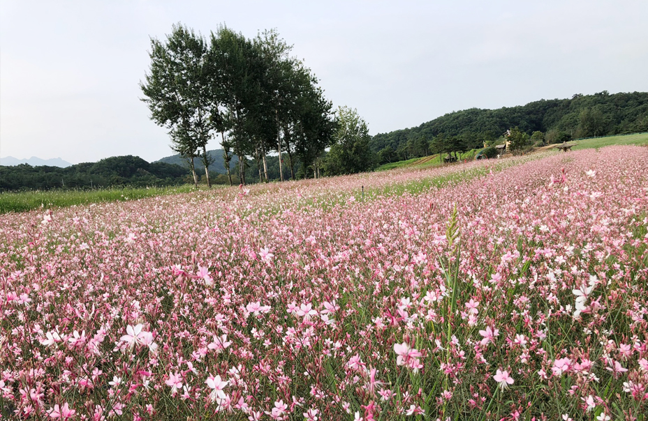 철원 고석정꽃밭 개장기간 입장료 주차정보