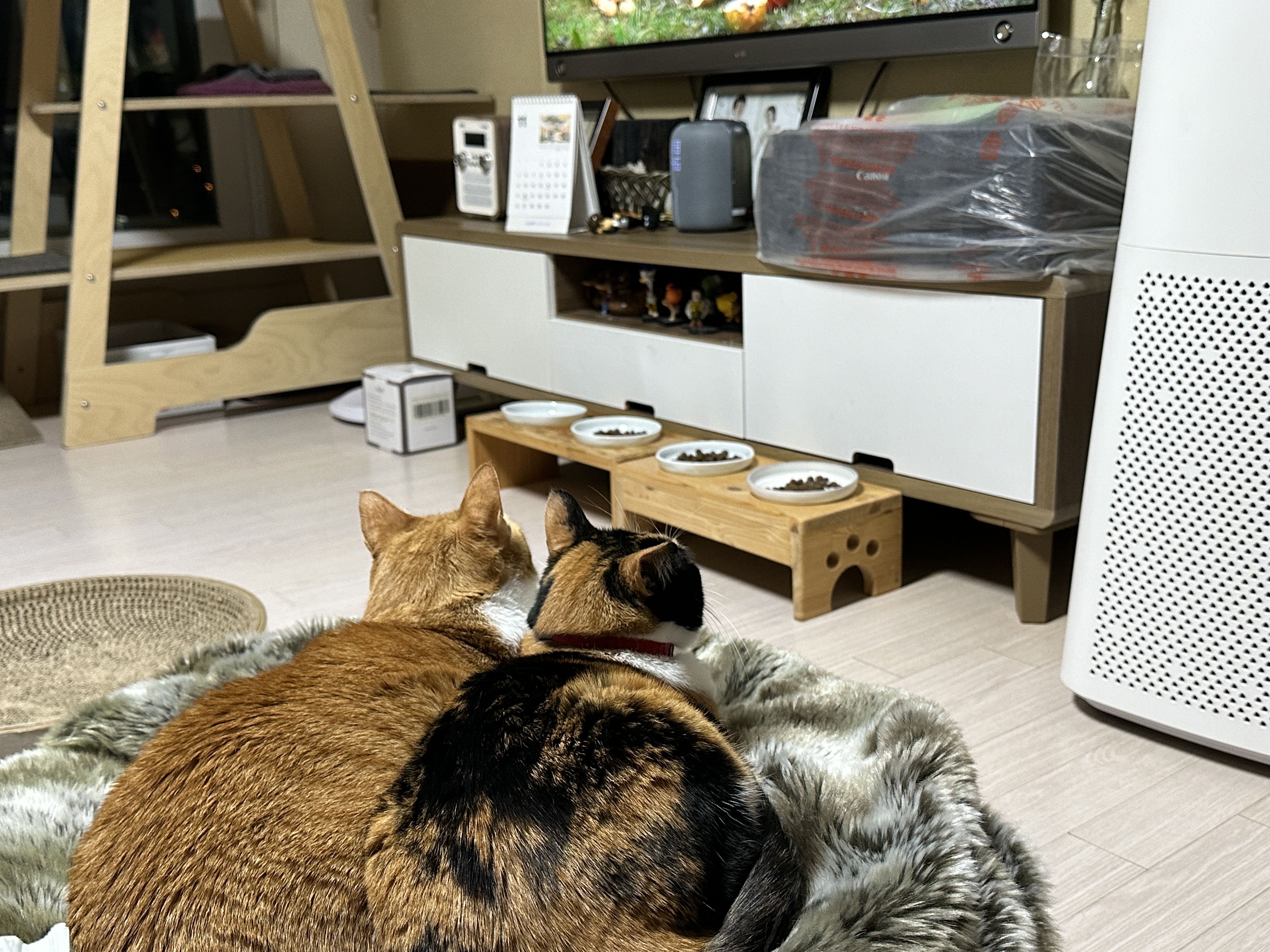 나란히_TV보는_고양이_커플_냥통수