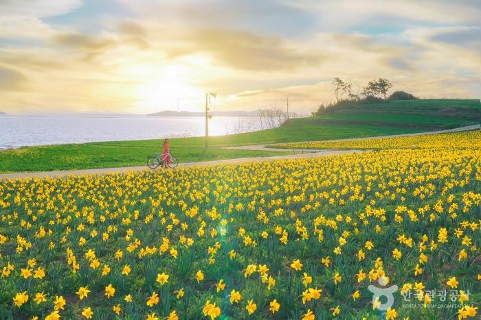 2024 섬 수선화 축제 기본 일정과 소개