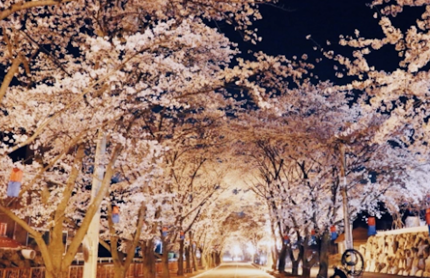 벚꽃 개화시기 2024 축제 일정 및 명소 추천