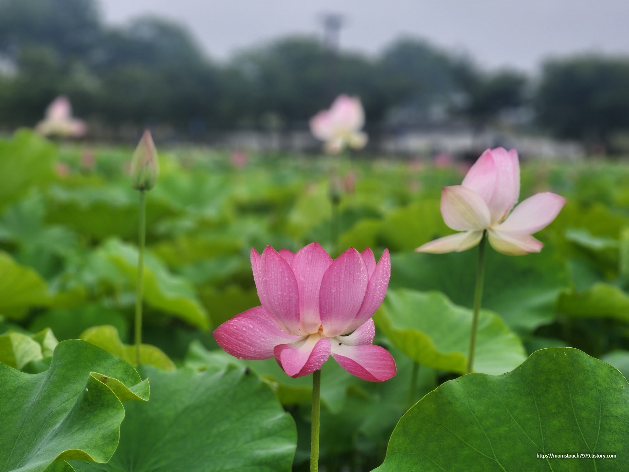경주 연꽃 동궁과 월지