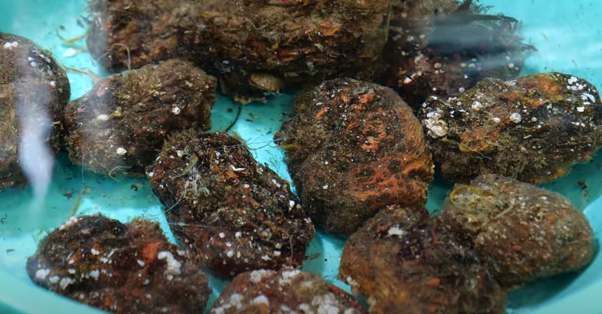 한국산 국내산 멍게 일본산 구별 구분 방법