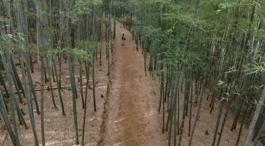 아홉산 대나무 숲