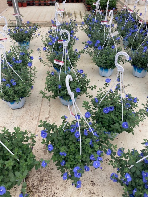 아메리칸블루_행잉