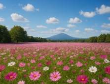 코스모스 축제하는곳