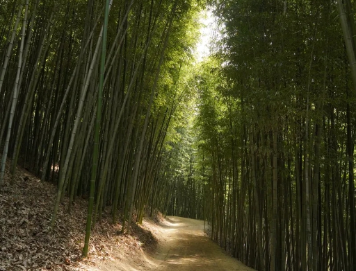 죽녹원 - 대나무숲 속 힐링