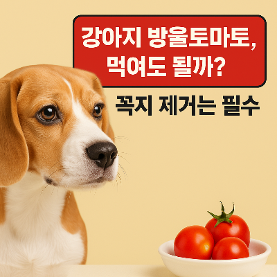강아지 방울토마토, 먹여도 될까? 꼭지 제거와 양 조절이 핵심!