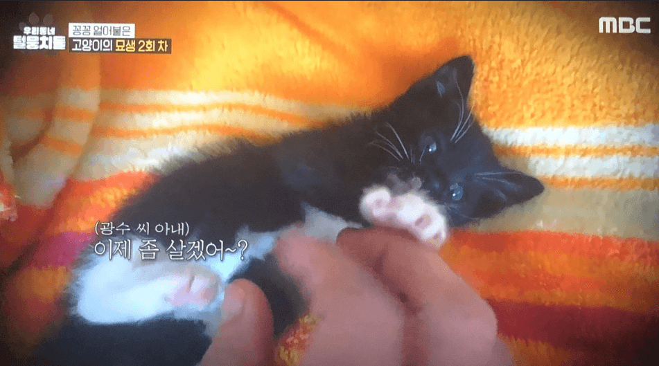 얼었다 깨어난 제2 묘생 까미