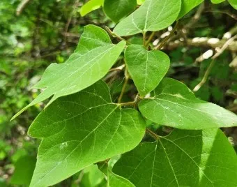 생강나무 꽃 개화시기 모양 특징_17