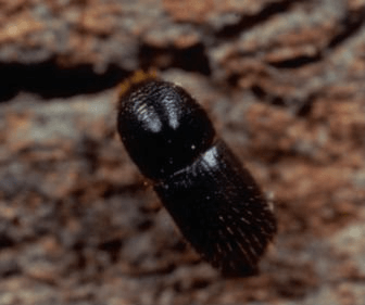 가문비왕나무좀