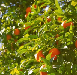 귤 효능 부작용 칼로리 고르는법