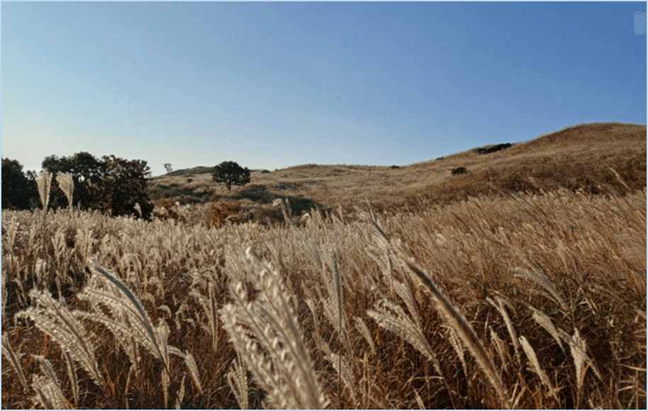 황매산-억새축제
