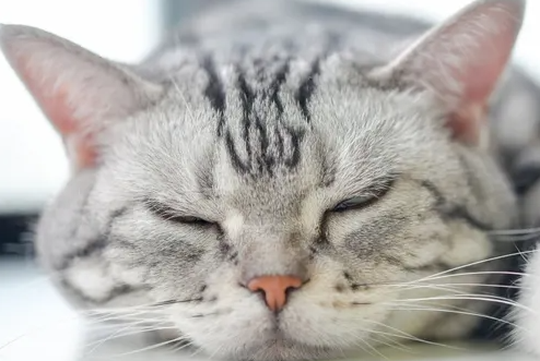 고양이에게 흔한 암 '림프종' 증상과 예방