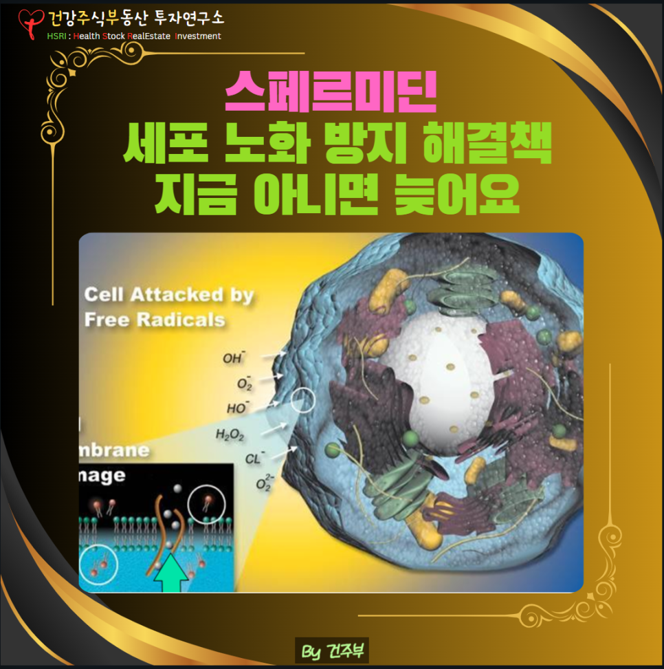 스페르미딘 : 세포 노화 방지 해결책
(글 그림 : 건주부, 그림 출처 : Canva)