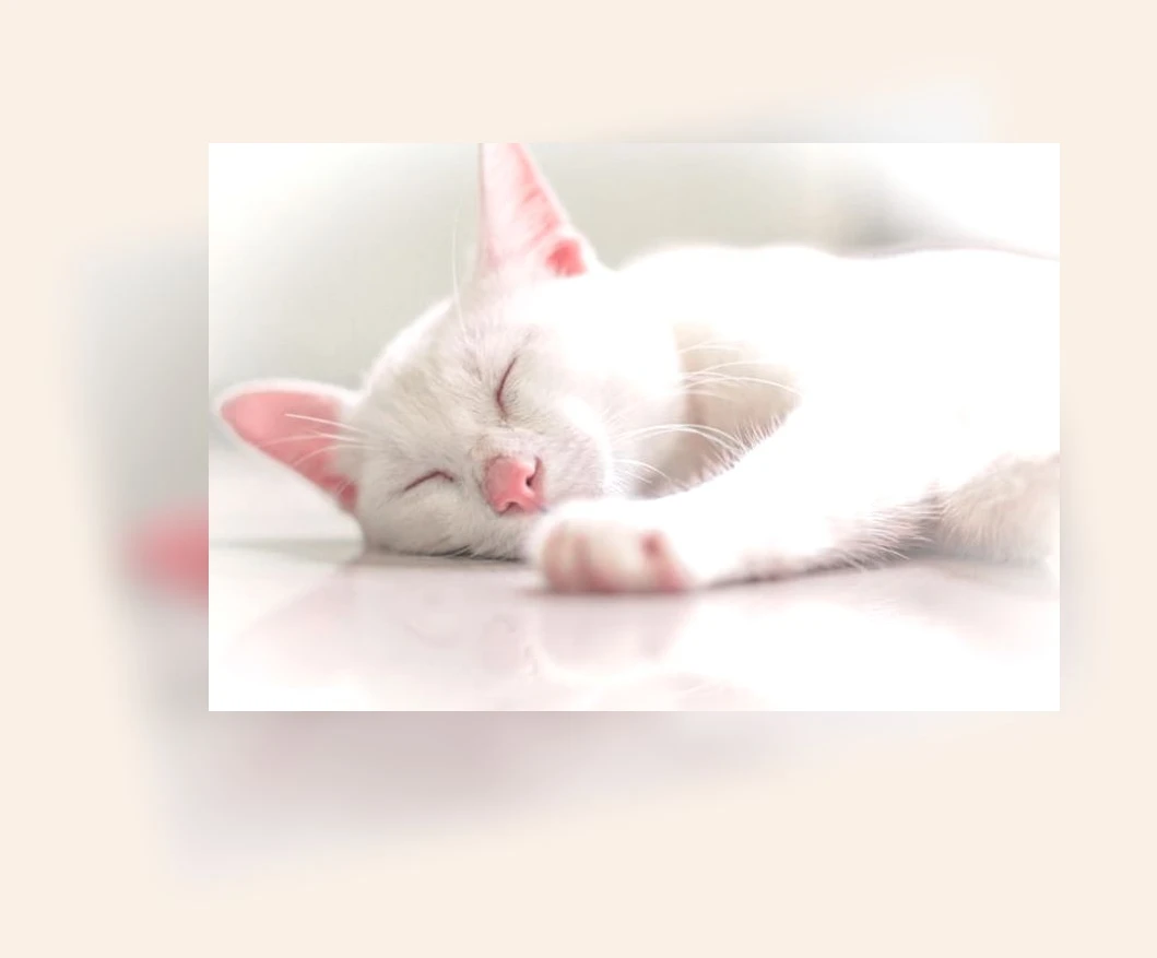 고양이 수면_2_subsection