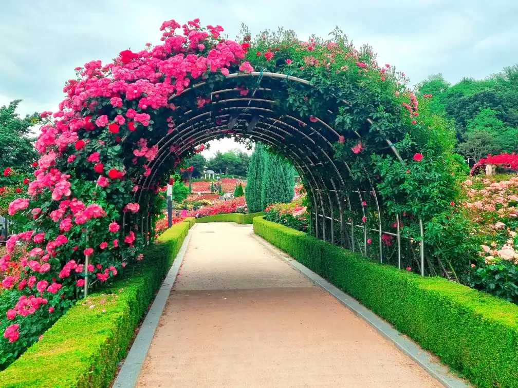 2024 부천 백만송이 장미원 축제 중: 개화 현황, 포토존, 쉼터, 화장실, 주차, 대중교통