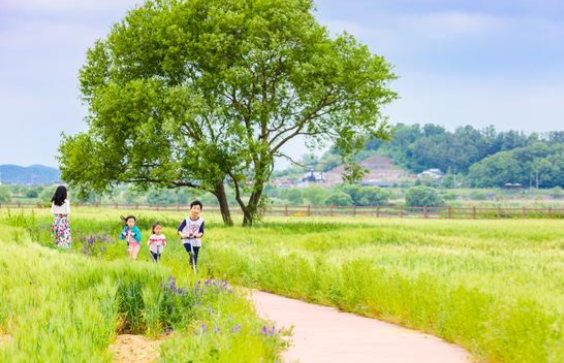 2025 함안 청보리 작약 축제