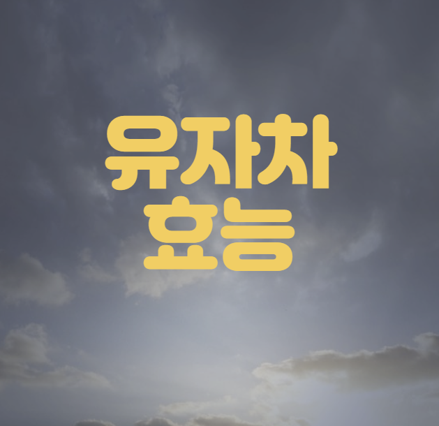 유자차 효능