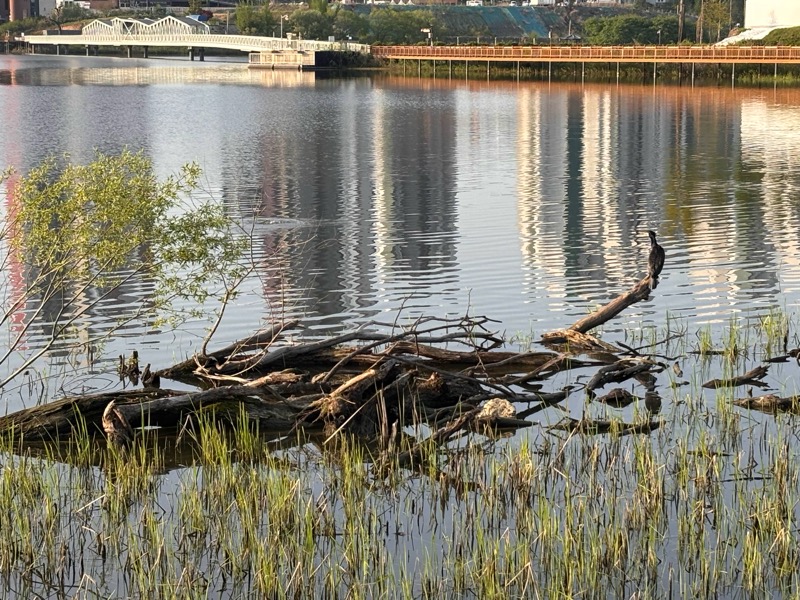 고목 위에 앉은 새
Bird resting on K-driftwood over calm water