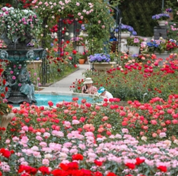 세종축제 베어트리파크 로맨틱 로즈 가든 파티