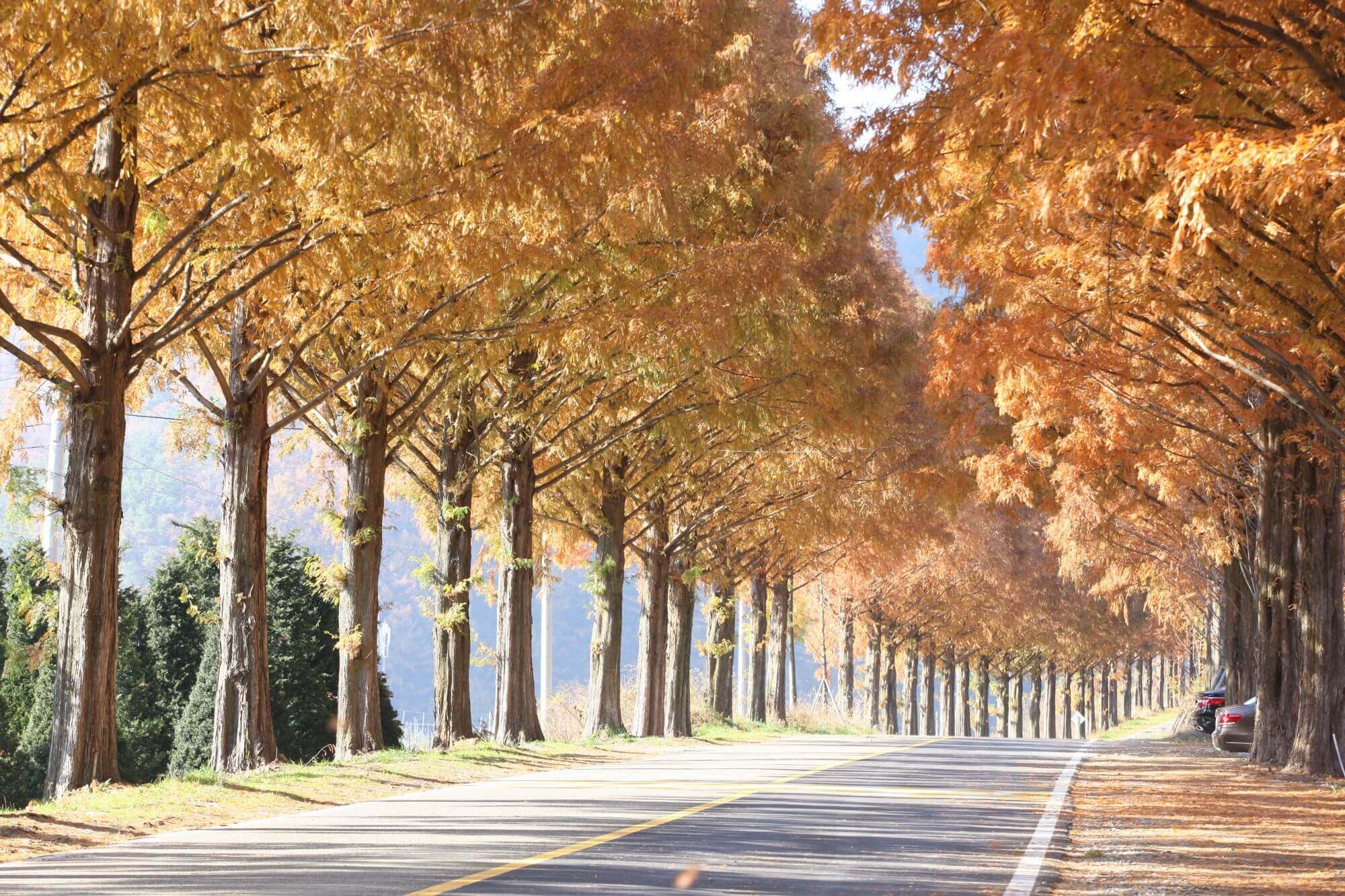 부귀메타세퀘이아길 단풍