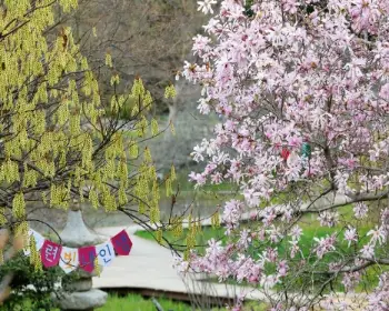 천리포수목원 숙박안내&amp;#44; 목련축제_8