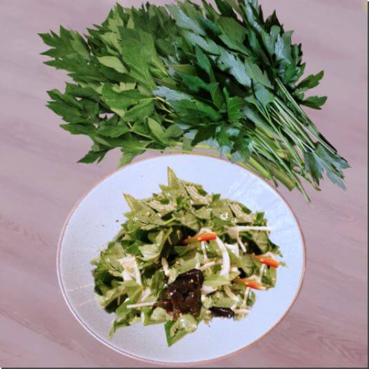 신선초 효능 및 활성 성분 먹는 법과 주의점