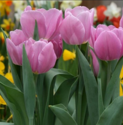 태안 튤립축제3