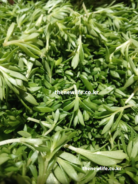 봄철 입맛을 돋우는 신선한 돌나물이 가득 담긴 모습