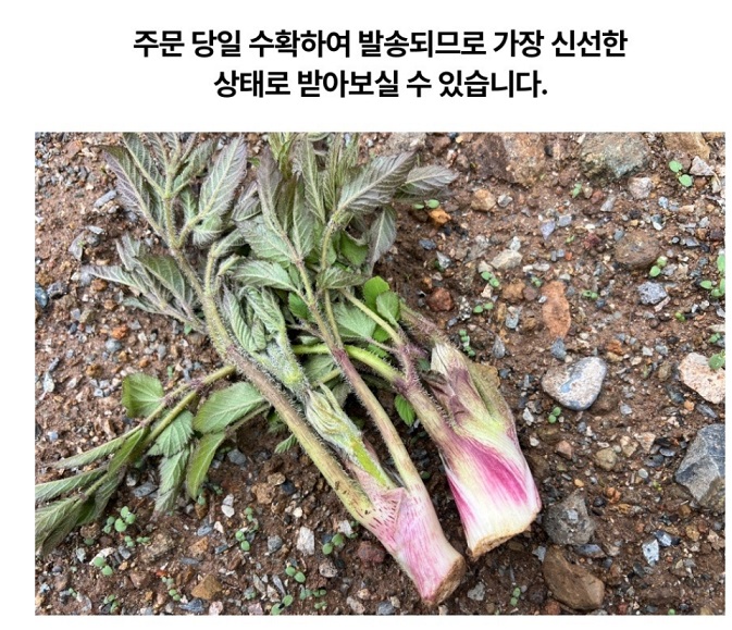 땅두릅-6시내고향