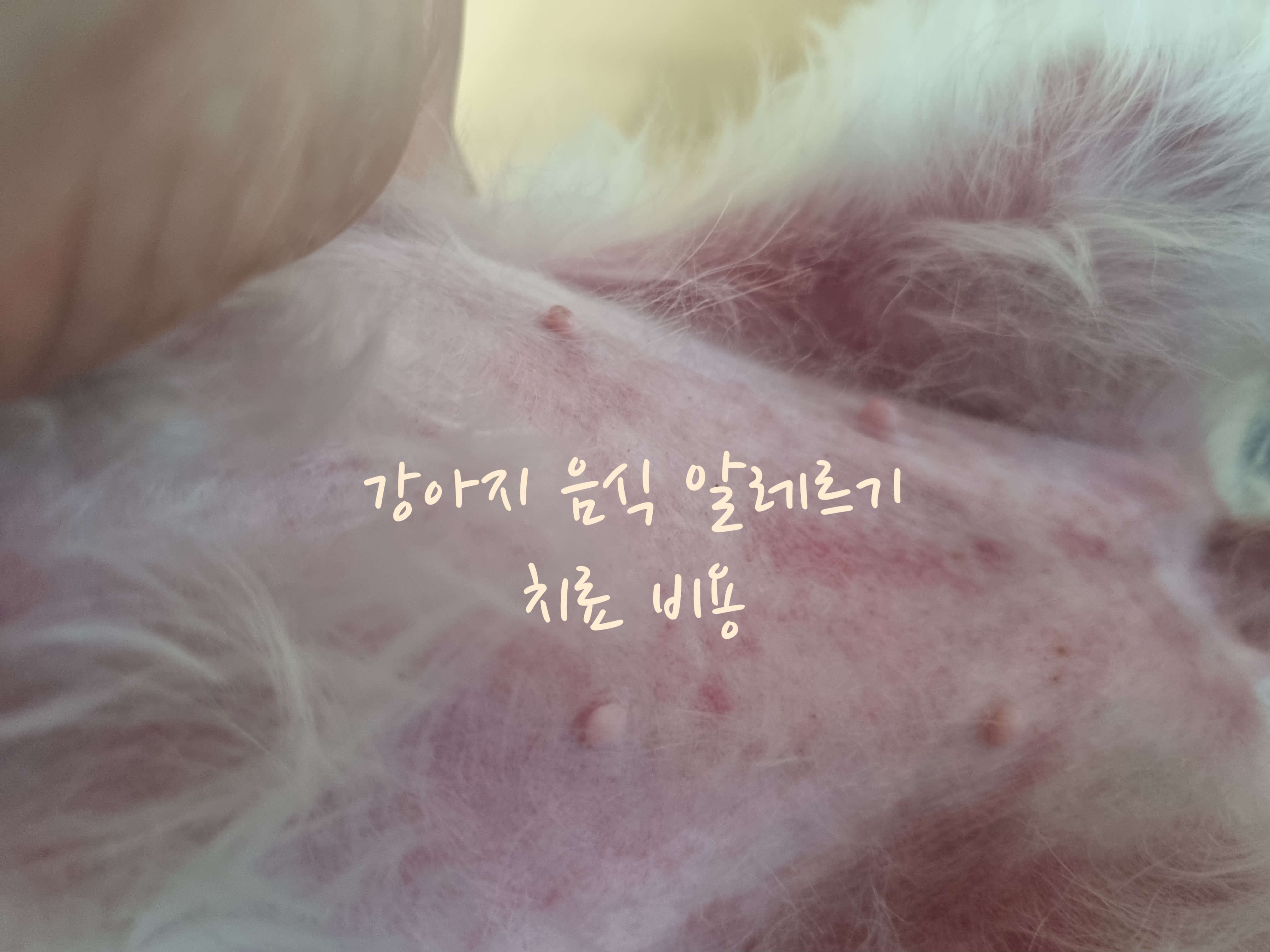 강아지 음식 알레르기