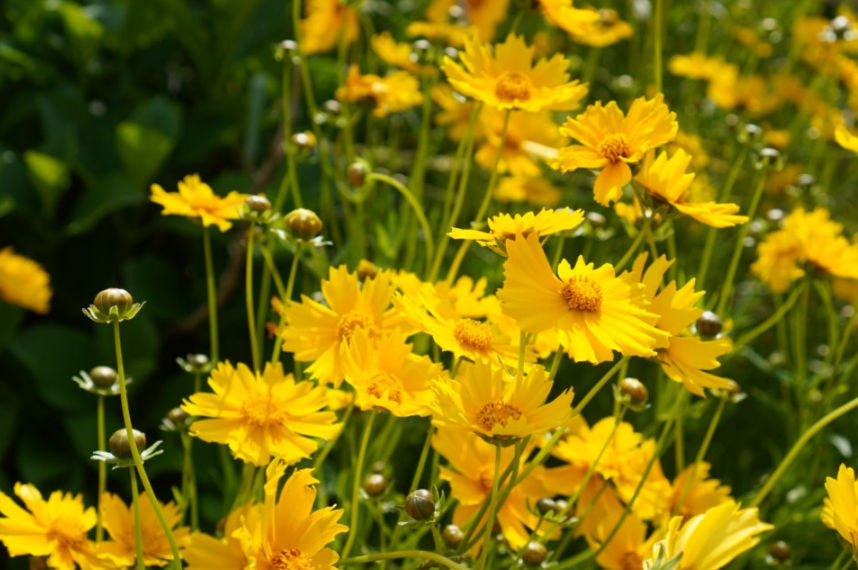 거제 지세포진성꽃동산 금계국 명소! 황금물결의 절정