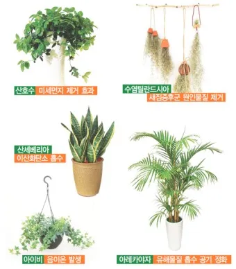 실내 공기정화식물 추천 10가지_2