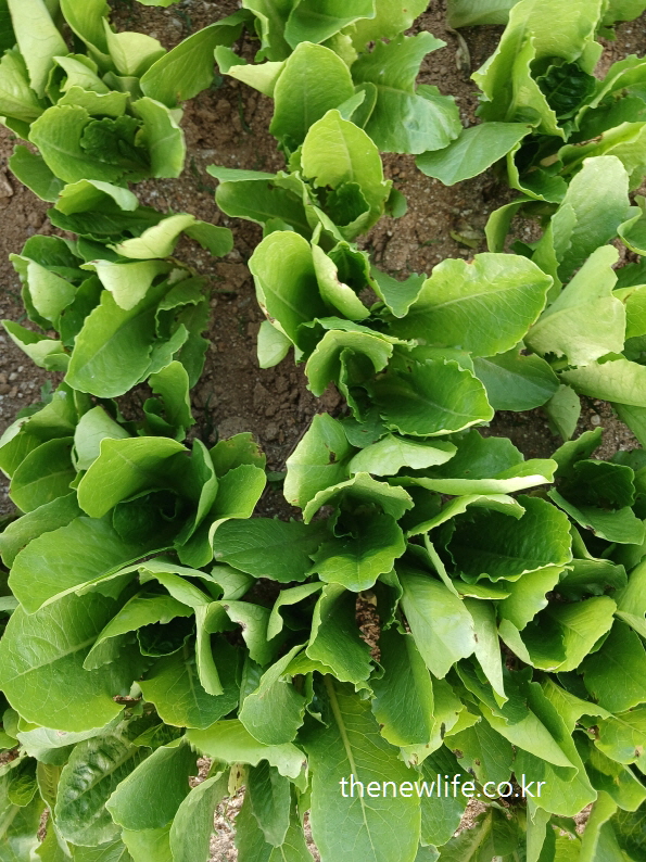 various romaine lettuce plants arranged in a farm row-농장 고랑에 정렬된 다양한 로메인 상추들