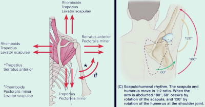 날개뼈_어깨움직임
