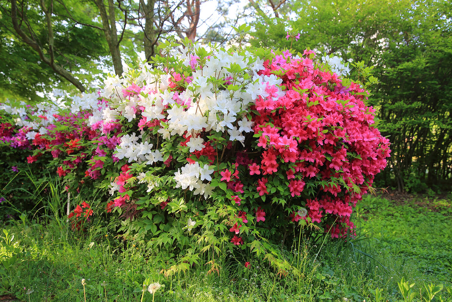 분당중앙공원 철쭉7