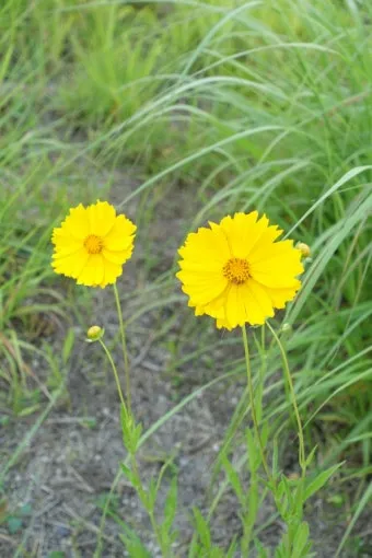함안 악양생태공원 금계국 개화 시기와 사진 촬영 팁_18