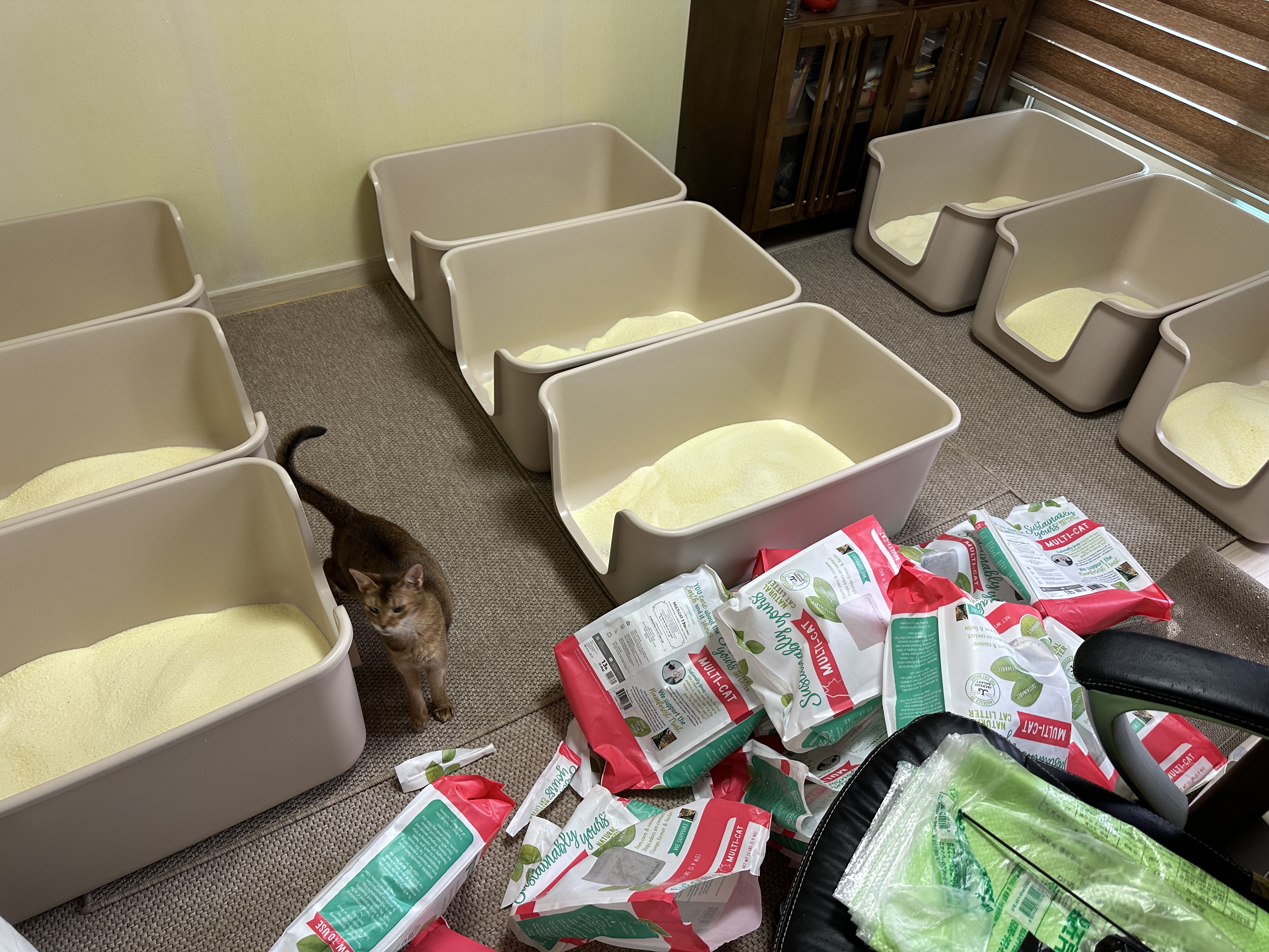 5월의 고양이들 화장실 모래 전체 갈이 (feat. 건이, 루디, 루나)