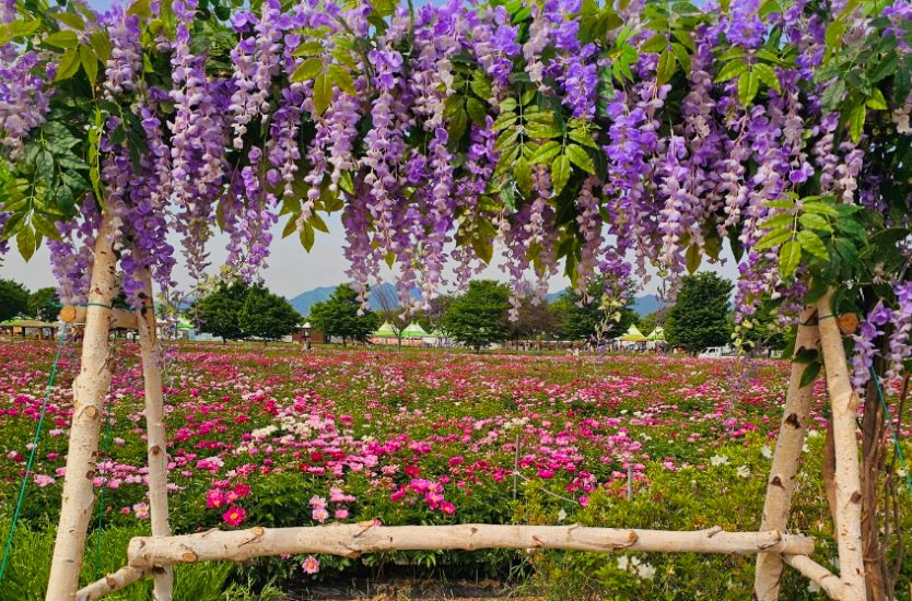 강나루생태공원에 작약