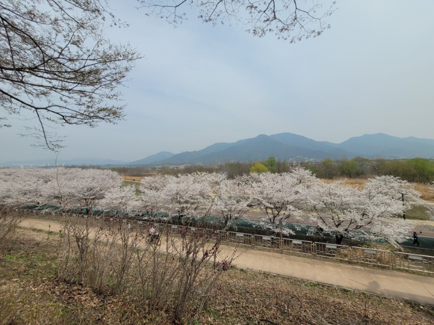 하남 당정뜰 벚꽃 만개 전경 한강과 산 풍경
