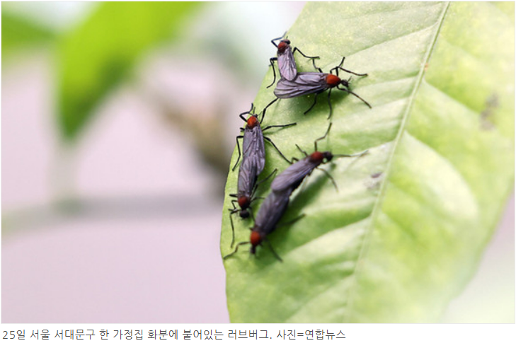 러브버그 출몰시기 및 퇴치방법