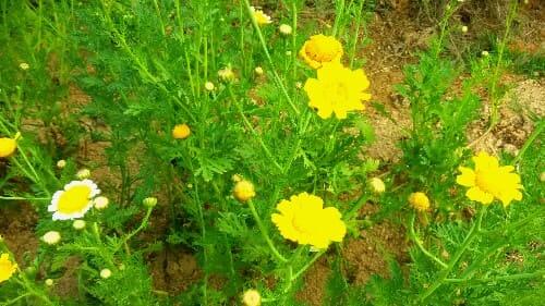 쑥갓-꽃-개화-꽃말-효능-효과